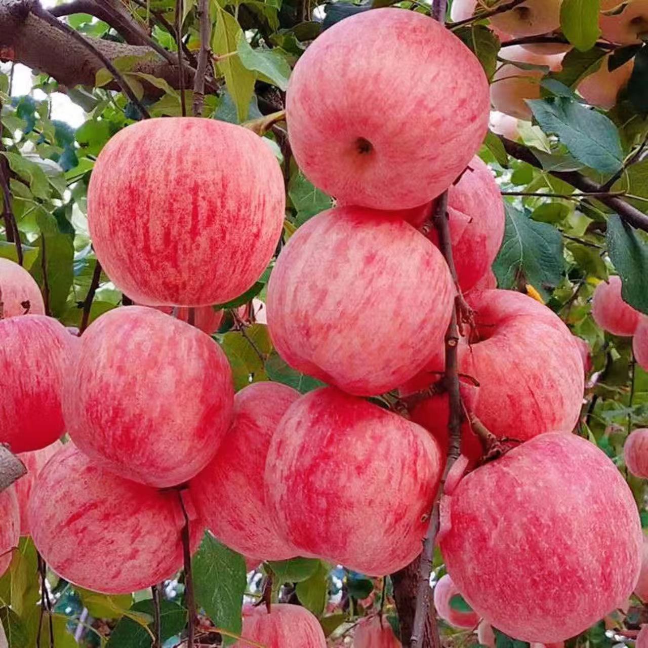 九游娱乐网站：苹果纤维面料即将闪亮深圳会展中心(图2)