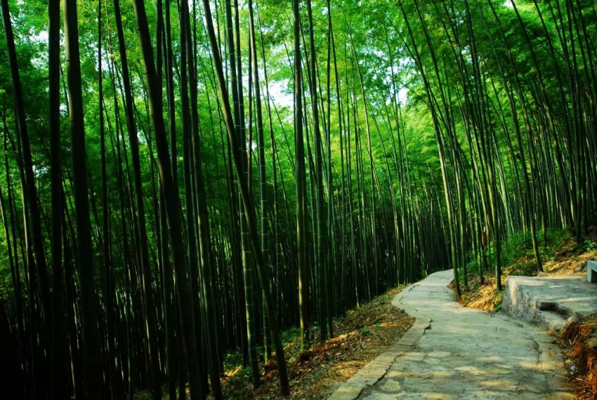 九游娱乐平台：达州市大竹县：竹海翻腾百亿潮纤维编织绿色梦(图3)