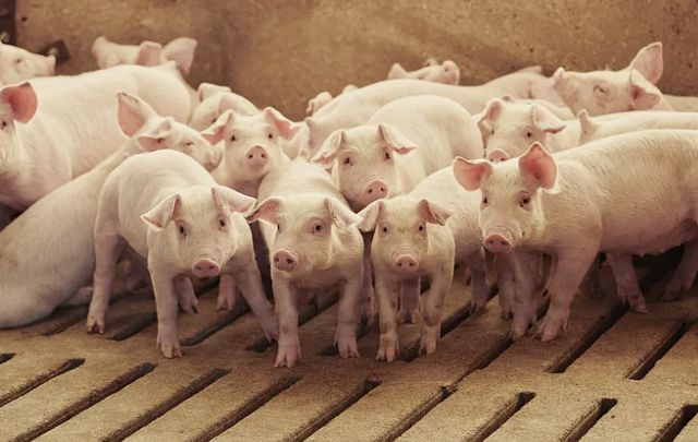 九游娱乐网站：一看就懂丨羽绒服涨价为啥和“二师兄”有关？(图2)