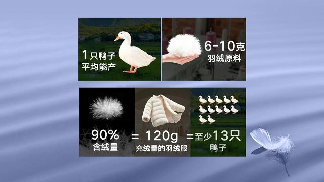 九游娱乐网站：一看就懂丨羽绒服涨价为啥和“二师兄”有关？(图3)