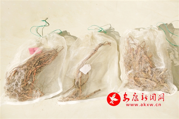 九游娱乐网站：秦巴药乡育“新芽”——我市解锁中药材产业与科研培育的深度融合-安康新闻网(图2)