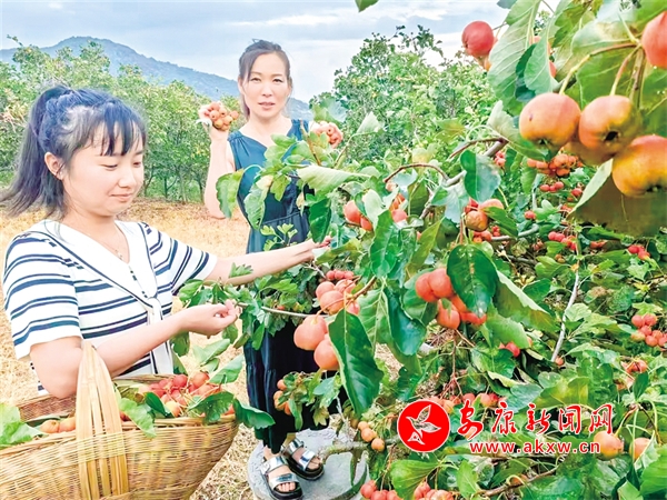 九游娱乐网站：石梯镇奏响乡村振兴新乐章-安康新闻网(图3)