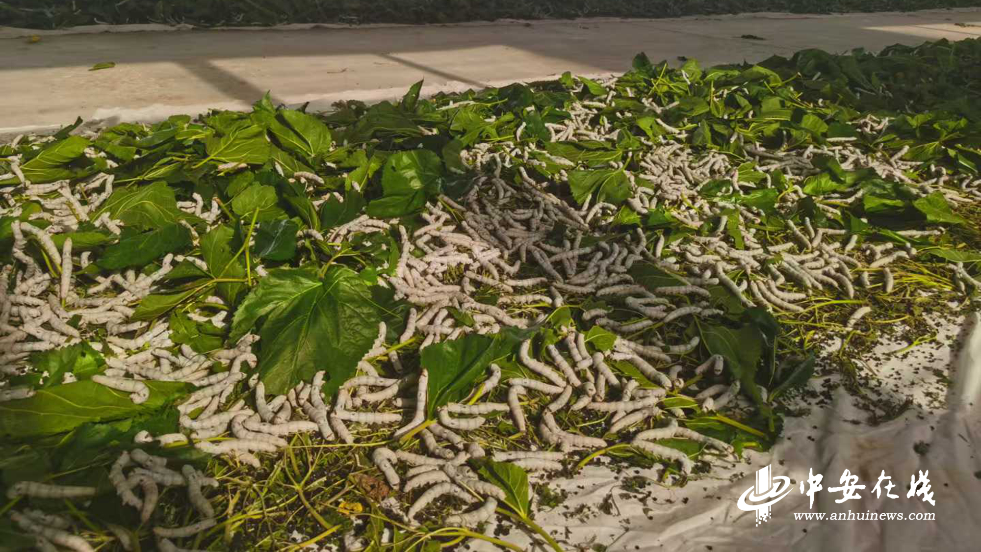 九游娱乐平台：“阜阳造”系列报道③(图1)