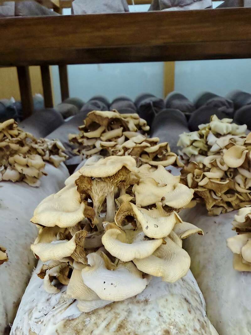 九游娱乐平台：活力中国调研行｜湖北：“向上曲线”背后的“活力密码”(图8)