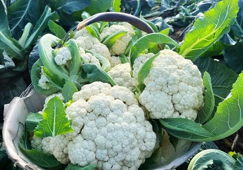 九游娱乐平台：湖北人心中“十大必吃”！荆州上榜的是→今早一定要裹好羽绒服！(图3)